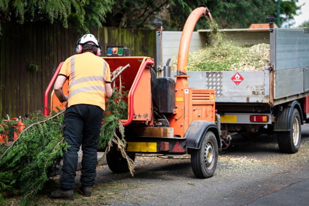 Best Tree Cutting Near Me  in Pioneer, CA